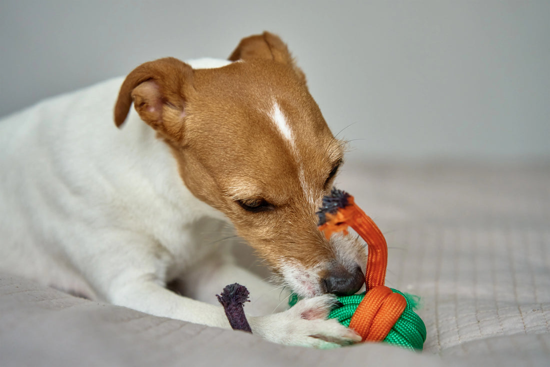THE ULTIMATE GUIDE TO CHOOSING THE BEST PET TOYS
