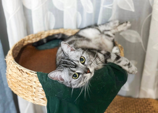 THE COMPLETE GUIDE TO CHOOSING THE PERFECT PET BED