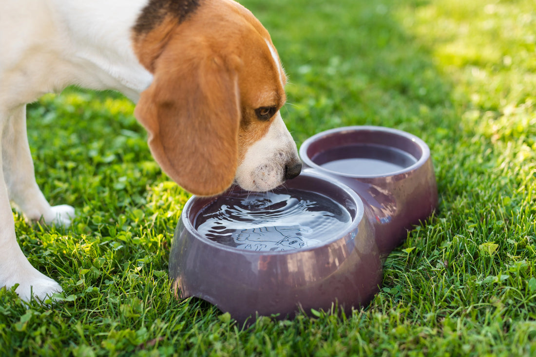 THE ULTIMATE GUIDE TO CHOOSING THE PERFECT DOG FOOD BOWL